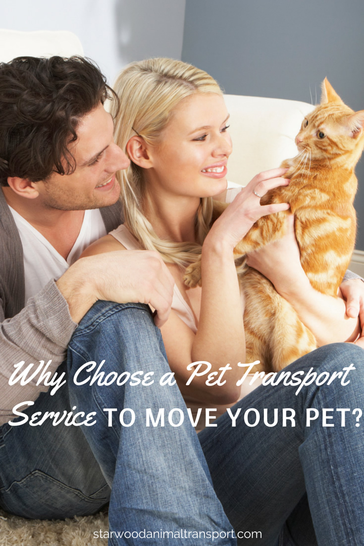 Why Choose A Pet Transport Service To Move Your Pet