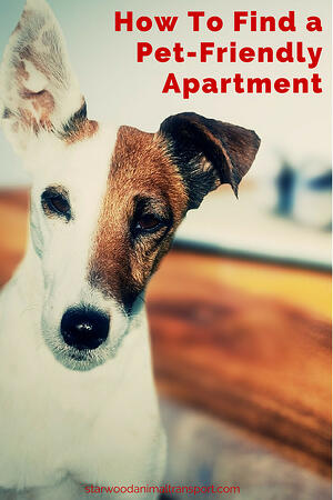 Moving a Pet -Tips for Finding a Pet-Friendly Apartment http://www.starwoodanimaltransport.com/moving-a-pet-tips-for-finding-a-pet-friendly-apartment