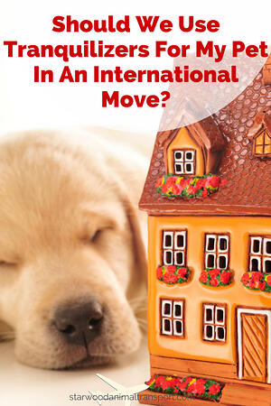Should We Use Tranquilizers For My Pet In An International Move http://starwoodanimaltransport.hs-sites.com/blog/can-i-use-tranquilizers-for-my-pet-in-an-international-move/ @starwoodpetmove
