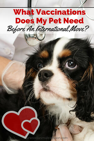 What Vaccinations Does My Pet Need Before An International Move