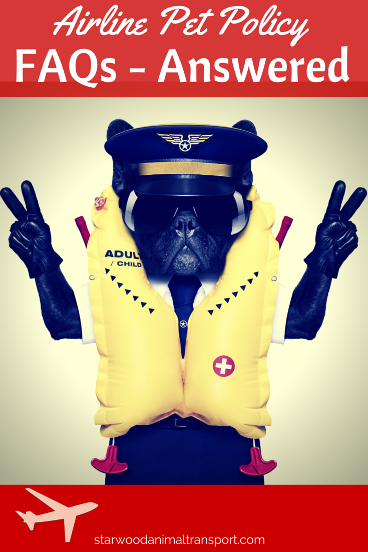 Your Most Common Airline Pet Policy Questions Answered