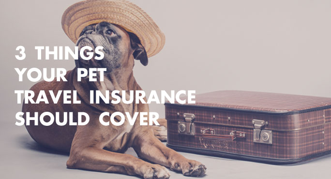 3 Things Your Pet Travel Insurance Should Cover
