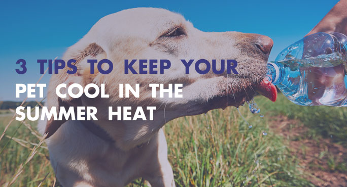 3-Tips-Keeping-Pet-Cool-Summer-Heat-Blog.jpg