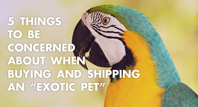 5 Things to Be Concerned About When Buying and Shipping an "Exotic Pet" http://www.starwoodanimaltransport.com/blog/buying-shipping-concerns-exotic-pet
