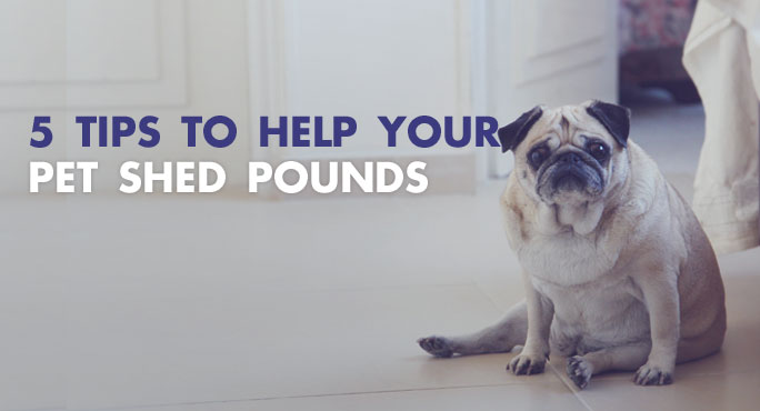 5 Tips to Help Your Pet Shed Pounds