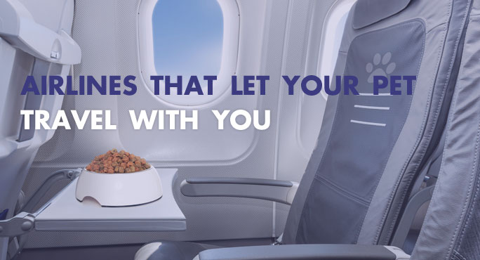Airlines_That_Let_Your_Pet_Travel_With_You.jpg