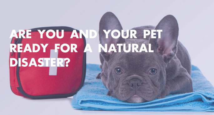 Are You and Your Pet Ready for a Natural Disaster? http://www.starwoodanimaltransport.com/blog/natural-disaster-preparation-pets