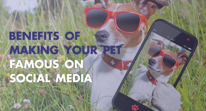 What are the benefits of making your pet famous on social media