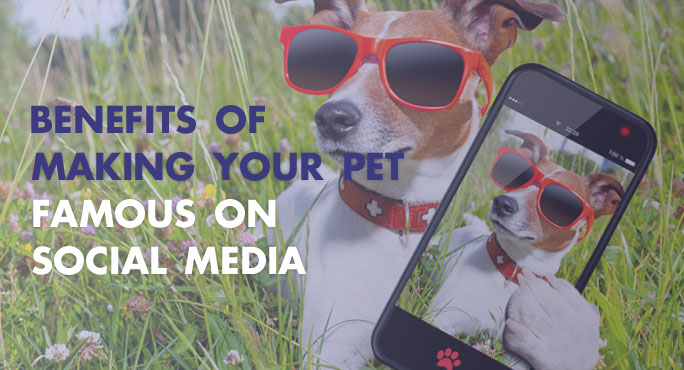 What are the benefits of making your pet famous on social media What are the benefits of making your pet famous on social media