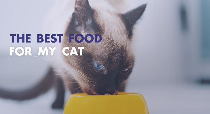 How to Choose the Best Food for my Cat