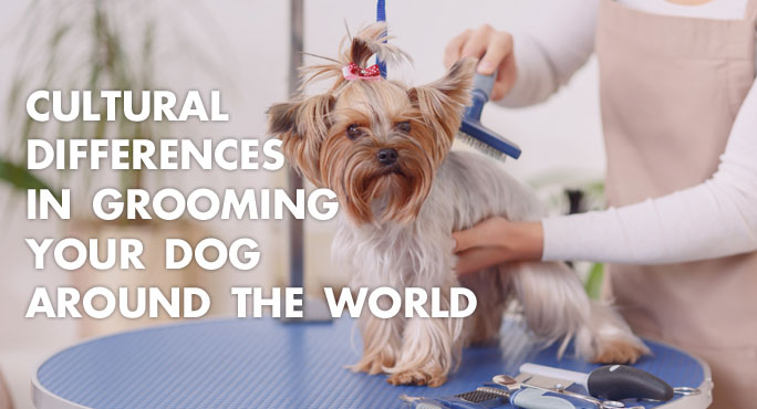 Cultural Differences in Grooming Your Dog Around the World https://www.starwoodanimaltransport.com/blog/cultural-differences-dog-grooming-around-the-world