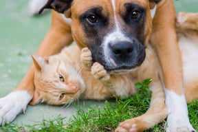 Cute dog and Cat -jp.jpg