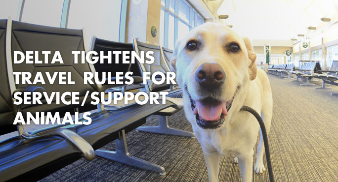 a dog at the airport and delta airlines new rules for service and support animals