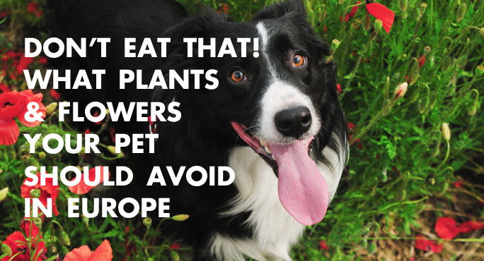 Don't Eat That! - What Plants and Flowers Your Pet Should Avoid in Europe http://www.starwoodanimaltransport.com/blog/plants-flowers-pets-should-avoid-europe