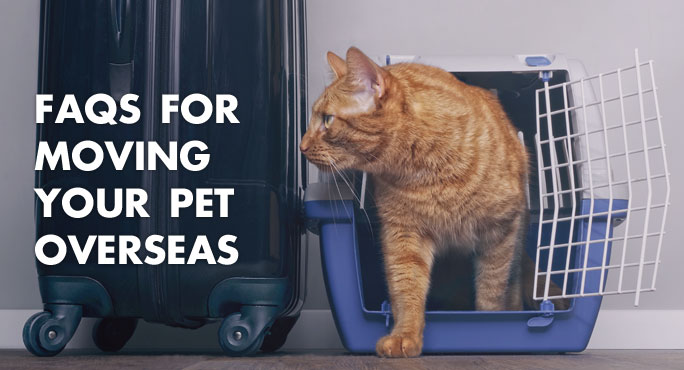 transporting cats overseas