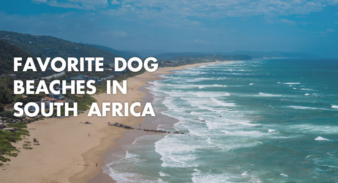 Favorite-Dog-Beaches-In-South-Africa-Blog