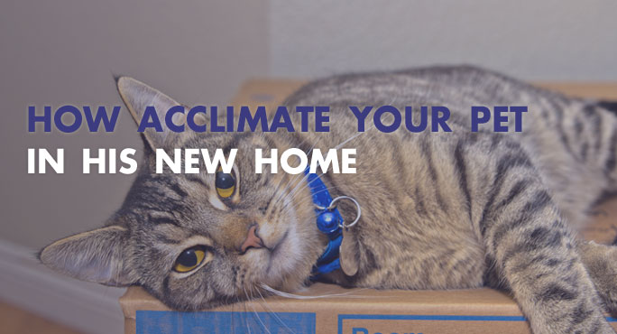 How To Acclimate Your Pet In His New Home