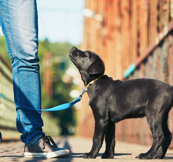 citizen pet shippers