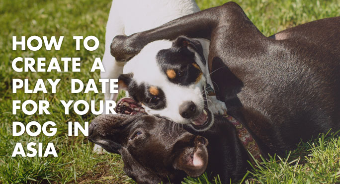 How to Create a Play Date for Your Dog in Asia  https://www.starwoodanimaltransport.com/blog/how-to-create-a-play-date-for-your-dog-in-asia-