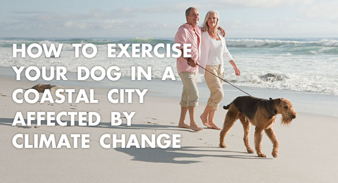 a couple walking their dog in a coastal city affected by climate change 