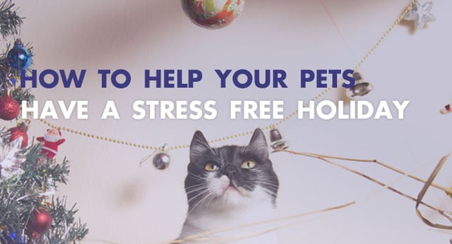 How To Help Your Pets Have Stress Free Holiday.