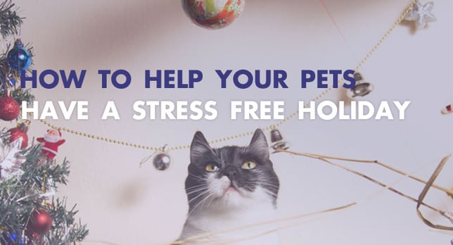 How To Help Your Pets Have Stress Free Holiday. How To Help Your Pets Have Stress Free Holiday.