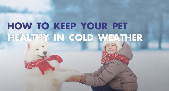 How to Keep Your Pet Healthy in Cold Weather How to Keep Your Pet Healthy in Cold Weather