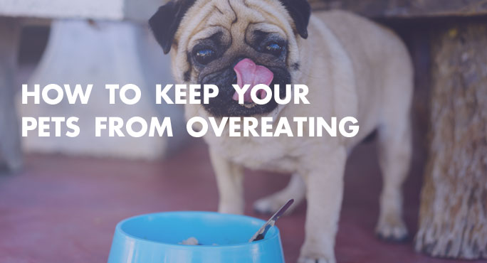 How to Keep Your Pets From Overeating.