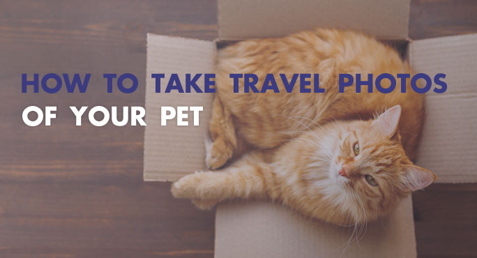 How to take travel photos of your pet. 