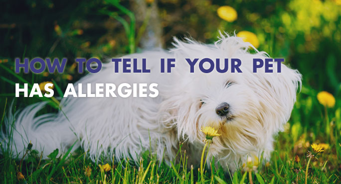 How to tell if your pet has allergies.