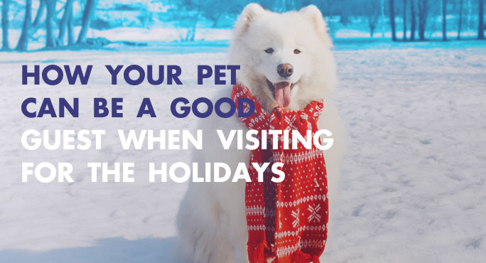 How Your Pet Can Be A Good Guest When Visiting For The Holidays.