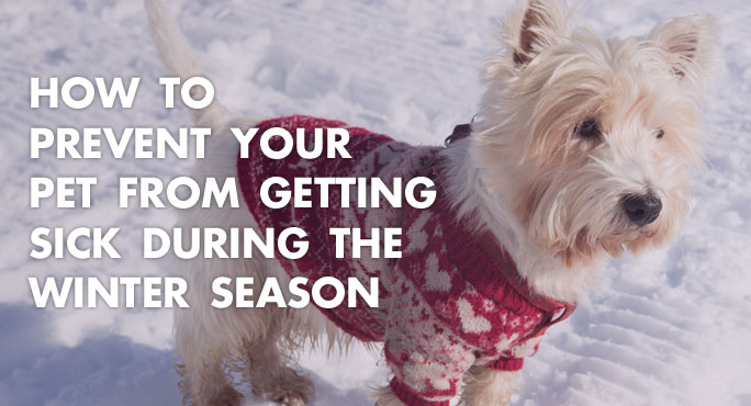 How to Prevent Your Pet From Getting Sick During the Winter Season http://starwoodanimaltransport.com/blog/how-to-prevent-your-pet-from-getting-sick-during-winter