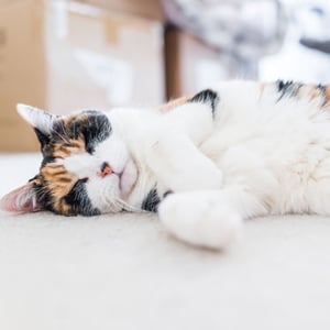 Cat on her back - Insiders-Guide-To-Relocating-Your-Pet-Blog1