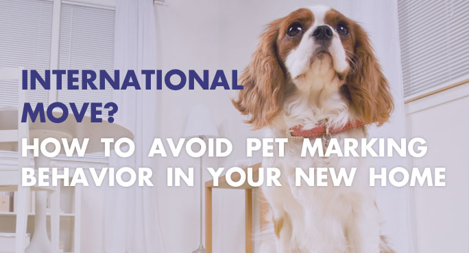 International Move? How to Avoid Pet Marking Behavior in Your New Home http://www.starwoodanimaltransport.com/blog/international-move-how-to-avoid-pet-marking-behavior-in-your-new-home @starwoodpetmove