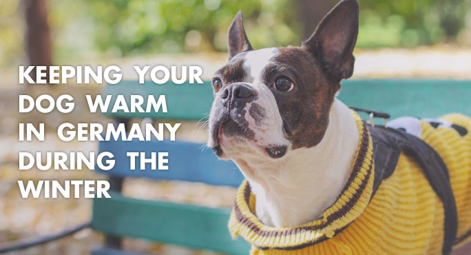 Keeping Your Dog Warm In Germany During The Winter