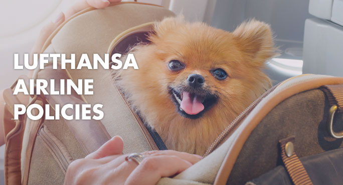 Pomeranian dog traveling in a pet carrier approved by Lufthansa Airline