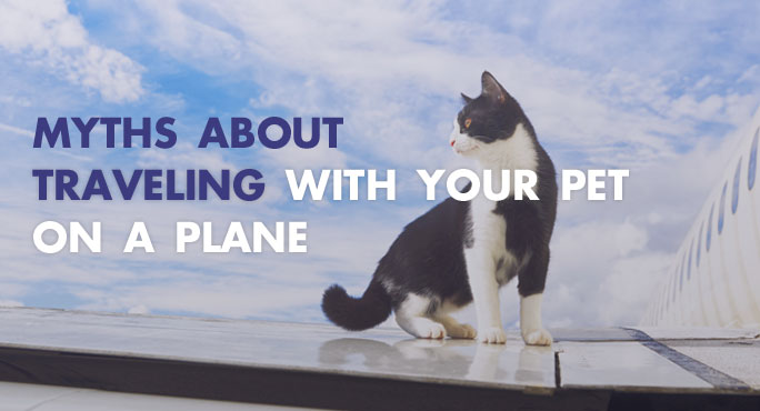How myths about traveling on a plane with pets are untrue