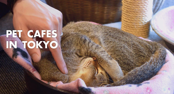 Pet-Cafes-In-Tokyo-Blog