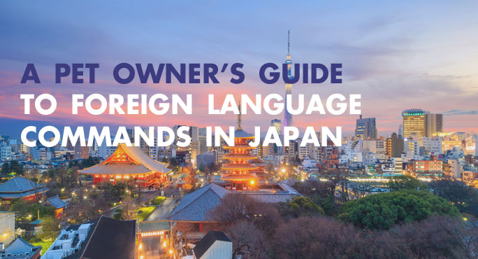 A Pet Owner's Guide to Foreign Language Commands in Japan http://www.starwoodanimaltransport.com/blog/pet-owners-guide-to-foreign-language-commands-in-japan @starwoodpetmove