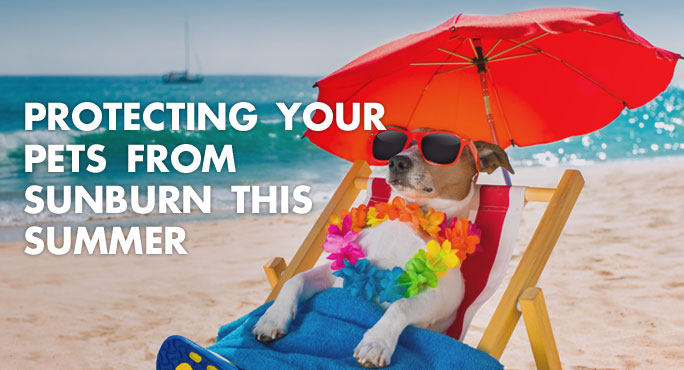 Protecting-Your-Pet-Sunburn-This-Summer-Blog