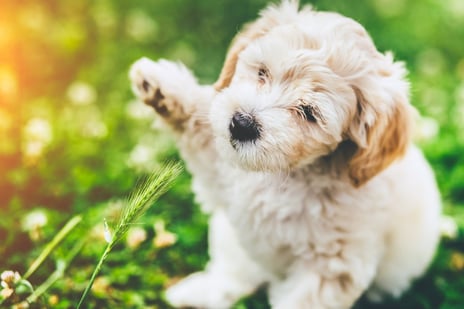 Raise Your Hand For Dog Protection -jp.jpg