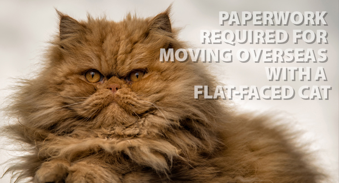 transporting cats overseas