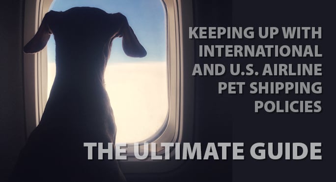 dog-looking-out-airplane-window