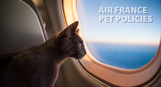 air france international pet travel