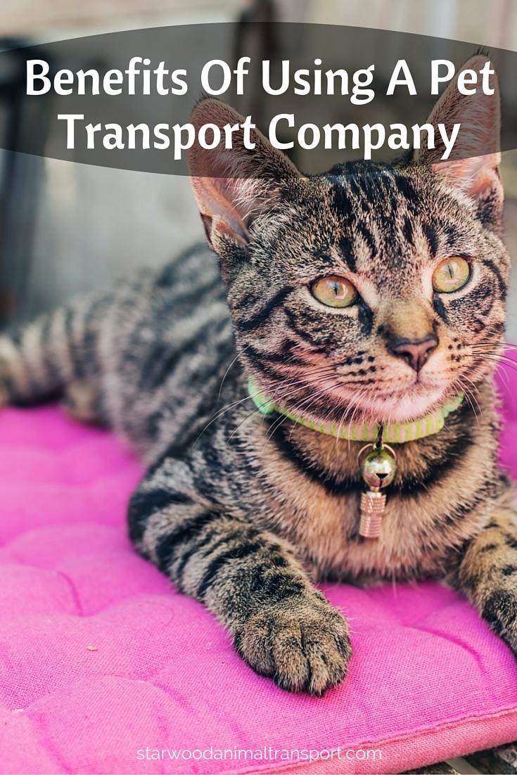 cat transport company