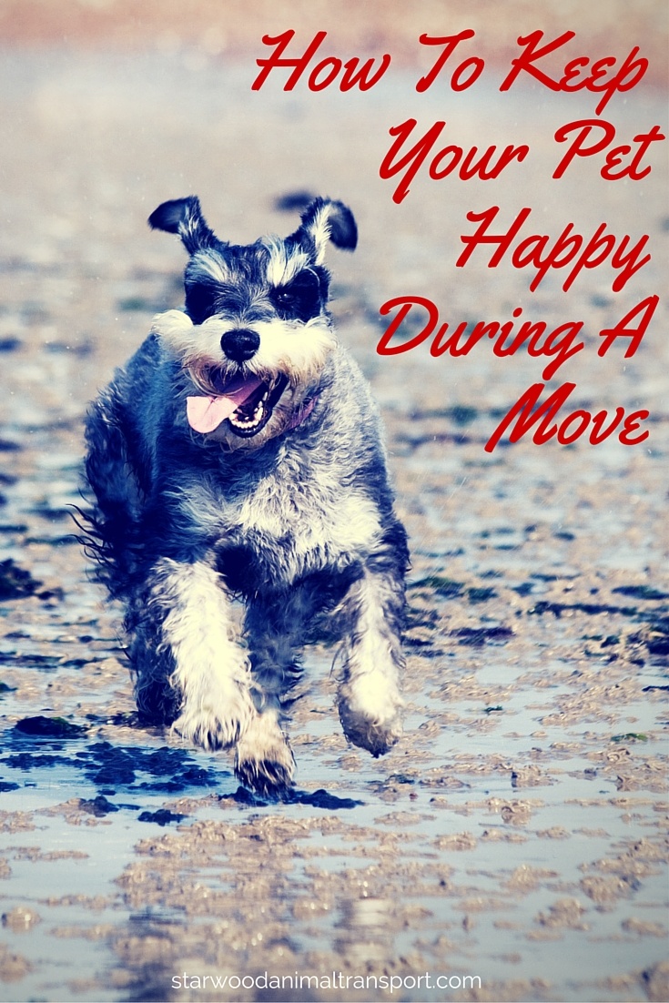 How To Keep Your Pet Happy During A Move