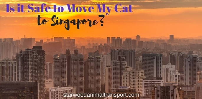 Is it Safe to Move My Cat to Singapore? http://www.starwoodanimaltransport.com/blog/is-it-safe-to-move-my-cat-to-singapore @starwoodanimaltransport