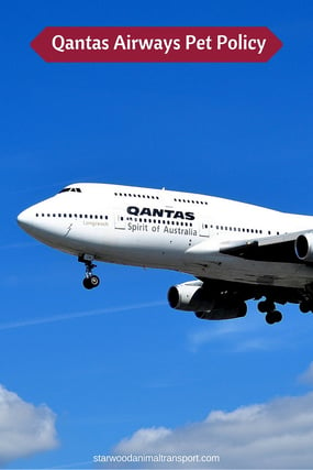 A flying Qantas Airways aircraft and its pet policy