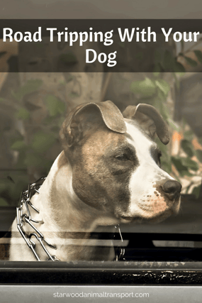 Road Tripping With Your Dog