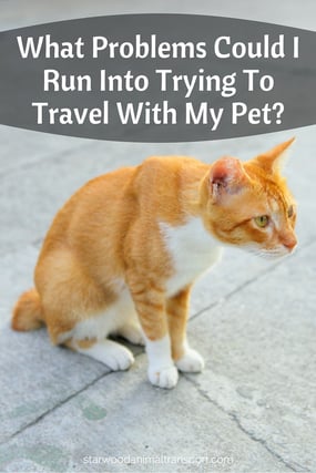 What Problems Could I Run Into Trying To Travel With My Pet